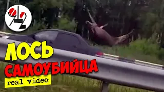 Жуть! Лось прыгнул под колёса. Real video