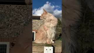 Handsome cat chattering at birds