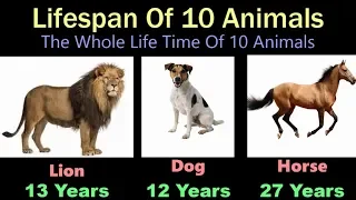 Lifespan Of Animals