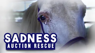 Sadness | Auction Rescue - Horse Shelter Heroes S4E17