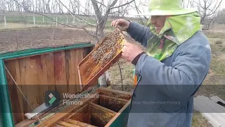 Перший огляд пасіки весною 🐝🐝🐝