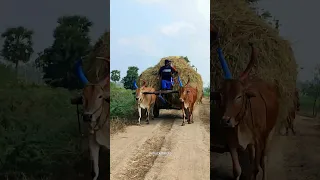 #bullockcart paddy straw load pulling | #bull #bulls #ox #oxen #oxcart #farming #cow | #bullockmedia