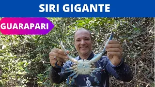 Pesca de Siri Açu no manguezal (Siri Gigante)
