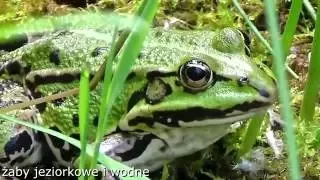 żaby jeziorkowe i wodne - pelophylax lessonae, pelophylax esculenta