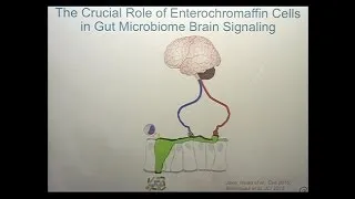 The Microbiome Mind and Brain Interactions