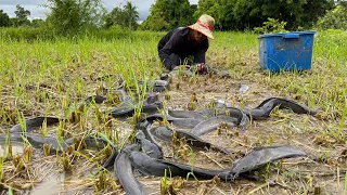 amazing fishing! Lots of fish in field this time catching by a fisherman skill by hand