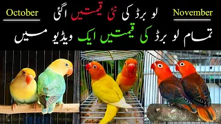 Love Birds Price in 2023-2024 | Love birds Price in Pakistan | Latest Prices of Lovebirds Urdu/Hindi