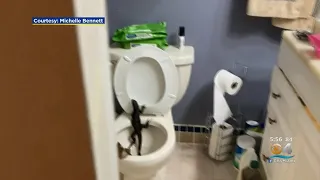 Beware Of Iguanas In The Toilet!