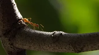 Weaver Ants (in full HD)