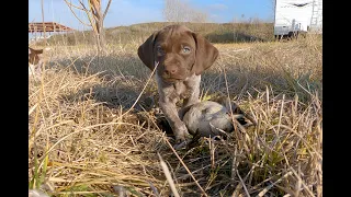 Riley's Puppies 6 Weeks - First Experience With a Duck