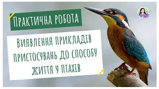 Практична робота. Виявлення прикладів пристосувань до способу життя у птахів