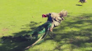 PEACOCK VS TURKEY GAME