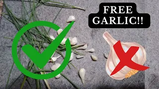 How to Forage for Wild Garlic (Easy Identification)