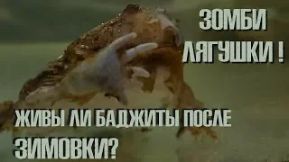 ШОК! ЛЯГУШКИ-ЗОМБИ!!! Выводим  баджит из зимовки.