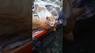 Funny cats sleeping in weird positions compilation🤣🤣🤣🤣🤣2022