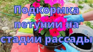 Подкормка петунии на стадии рассады