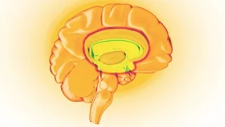 How Does the Brain Regulate Emotion?