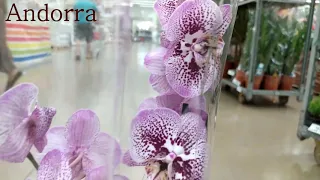 Обзор орхидей  20 августа 2020 АШАН Воронеж