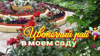 Цветочный рай в моем саду.Мои садовые цветы.Клумбы.