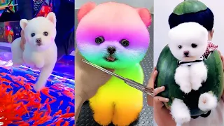 Tik Tok Chó Phốc Sóc Mini 😍 Funny and Cute Pomeranian #298