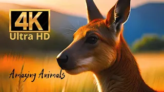 Kangaroo and koalas #12 | Amazing Animals 4K | Beautiful music