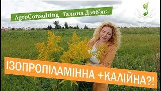 Чи варто змішувати ізопропіламінну і калійну сіль гліфосатів?