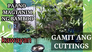 PAANO MAGTANIM ng Bamboo or Kawayan gamit ang cuttings
