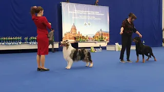 09.12.2023, СПб. Клуб СПбГКСС-2. Рейтинговая выставка "НЕВСКИЙ ПОБЕДИТЕЛЬ-2"