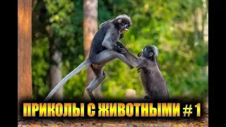 ЛЮТЫЕ ПРИКОЛЫ С ЖИВОТНЫМИ 2019 УГАР ДО СЛЕЗ #1