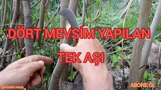 Dört mevsim yapılabilen tek aşı