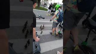 Помогли утятам перейти дорогу 🦆🐤🐤🐤 #shorts