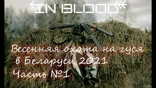 Весенняя охота на гуся 2021 Часть 1 - IN BLOOD