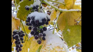 Как мы укрываем виноград в зиму.