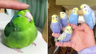 Baby Animals 🔴 Funny Parrots and Cute Birds Compilation (2021) Loros Adorables Recopilación #42