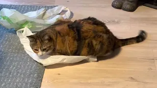 A very curious Cat like to play plastic bags Her name is Lissie