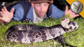 MASSIVE Cottonmouth Strikes Camera!