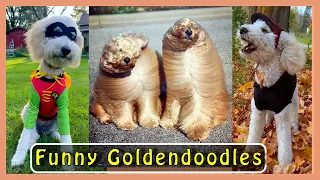 CUTE GOLDENDOODLE VIDEOS… that show they’re HILARIOUS dogs