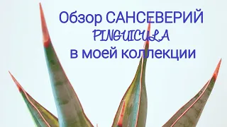 Обзор сорта сансеверий PINGUICULA в моей коллекции. Все PINGUICULA,собранные за 4 г, в одном видео.