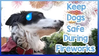 How To Keep Dogs Safe During Fireworks! Keep Your Dog Safe on Bonfire Night and Thanksgiving!