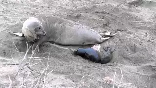 Elephant Seal Birth 1/5/13 Piedras Blancas Rookery