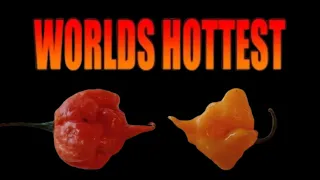 World's Hottest Pepper 2024