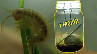 Woodland Stream Ecosphere - 1 Month update (Where is the parasite?)