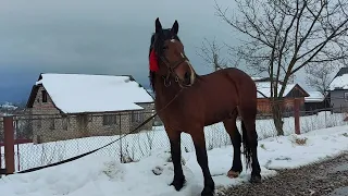 Жеребець по Владимирських ваговозах!!! На продаж🔥🔥🔥