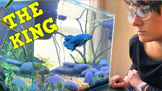 The Perfect KING/GIANT BETTA Aquarium!