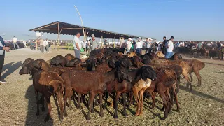 СОВЛИК КУЙЛАР БОЗОРДА ТУЛИБ КЕТДИ КАРШИ КАРВОН МОЛ БОЗОРИДА 16.06.2023