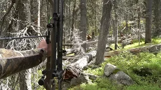 SCREAMING BULLS in the COLORADO BACKCOUNTRY- EP 22 - LAND OF THE FREE