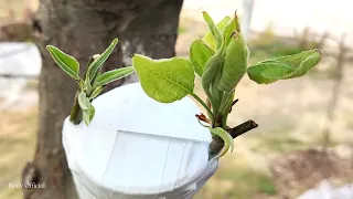 Fruit Tree Grafting | Bark Graft On Pear Plant With Result