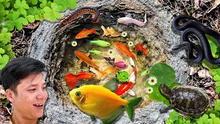 Satisfyng Amazing catch Koi Fish in Colorful Surprise Eggs, Turtles, Exotic Fish, Ornamental Fish