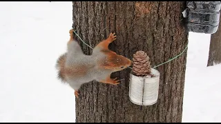 Кормлю бельчонка / Feeding a young squirrel