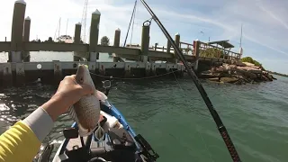 lots of fish in Sarasota bay pompano, mangrove snapper, flounder, spotted seatrout, sheepshead :)